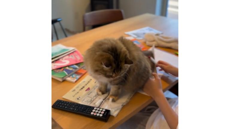 テーブルの上の猫