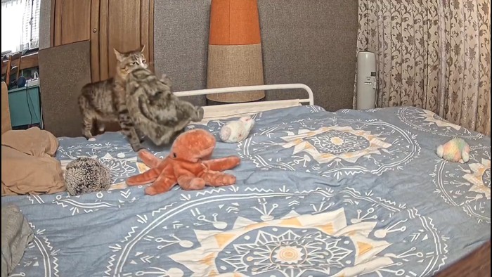 ぬいぐるみをくわえる猫