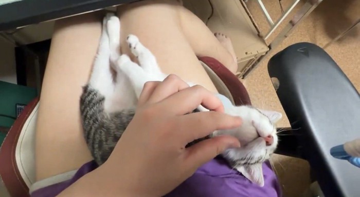 あごの下を撫でられるキジ白の子猫