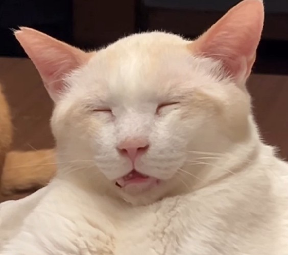 口を開けて眠る猫