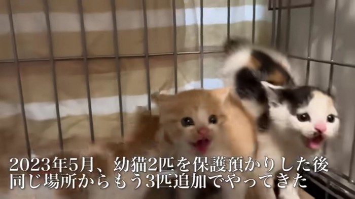 ケージの中に子猫