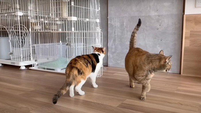 探索する2匹の猫