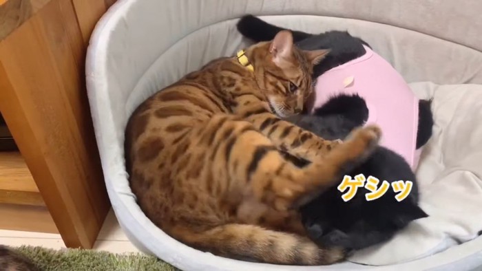 黒猫の頭を蹴るベンガル猫