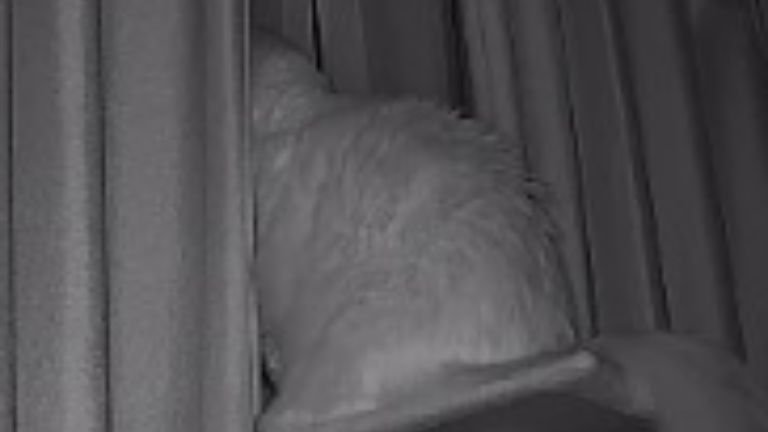 ペットカメラに映る猫