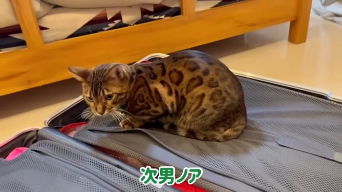 荷物の上に乗る猫