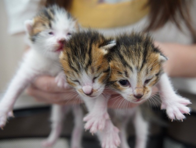 3匹の赤ちゃん猫