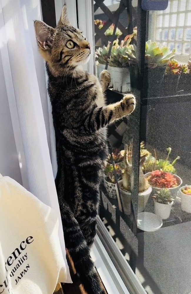 後ろ足で立って窓の外を見るキジトラ猫