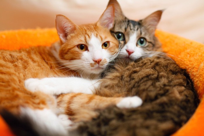 くっつきあう2匹の猫