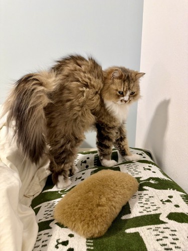 やんのかポーズ