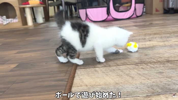 テロップ「ボールで遊び始めた!!」