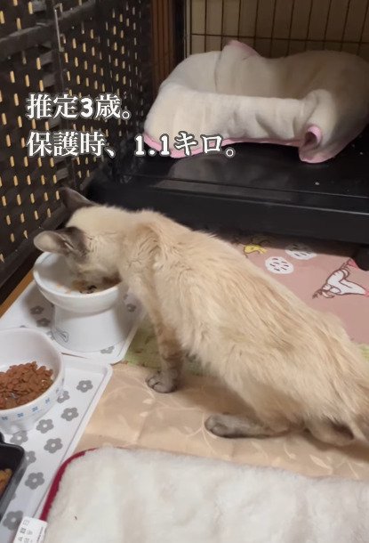 ご飯を食べる猫