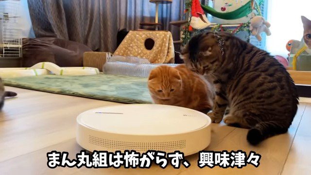 ロボット掃除機のそばの2匹の猫