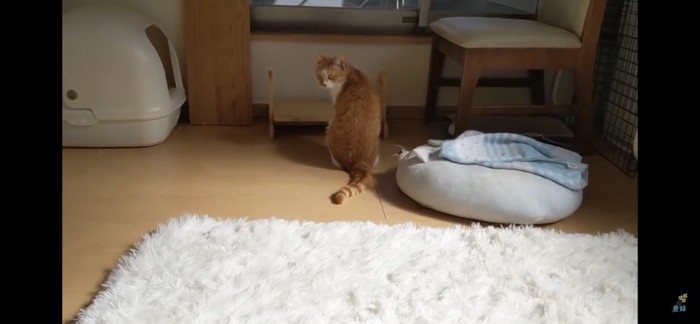 振り向く猫