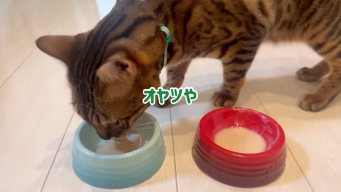 おやつを食べる猫