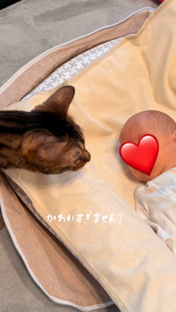 赤ちゃんに顔を近づけて見つめる猫