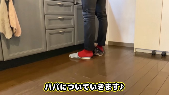 人の足の間にいる子猫