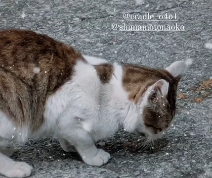 汁を舐める猫