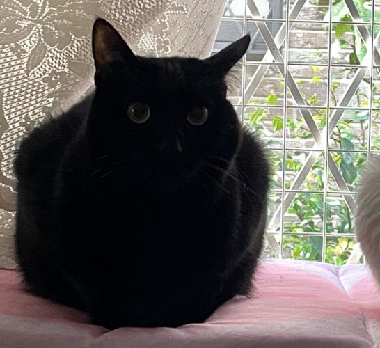 こちらを見つめる黒猫