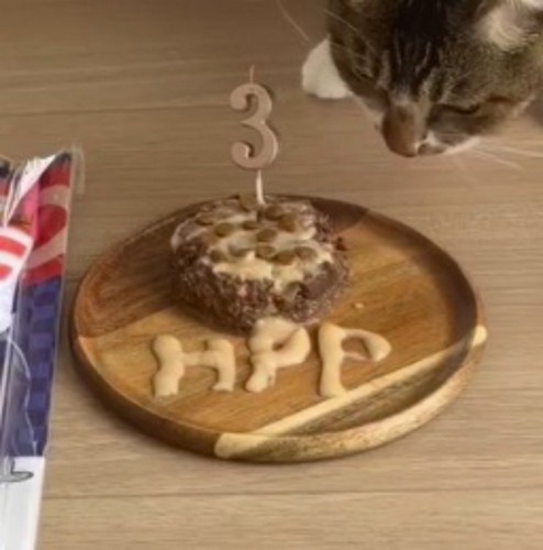 キャットフードで作られた猫用ケーキ
