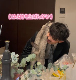 男性の肩の上に乗ろうとする猫