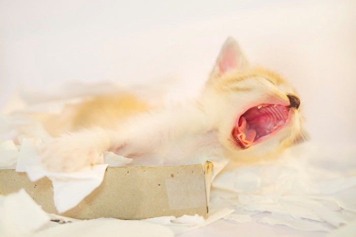 ティッシュ箱でくつろぐ子猫
