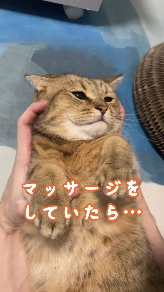 うっとりする猫