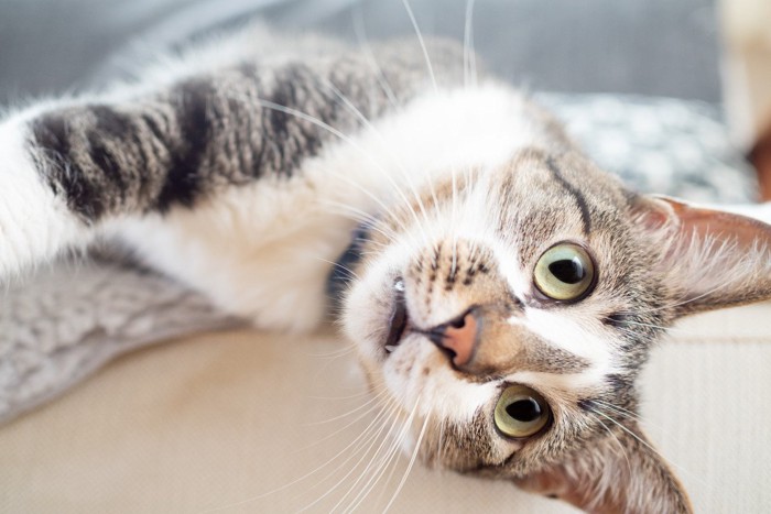 こちらを見つめる猫 