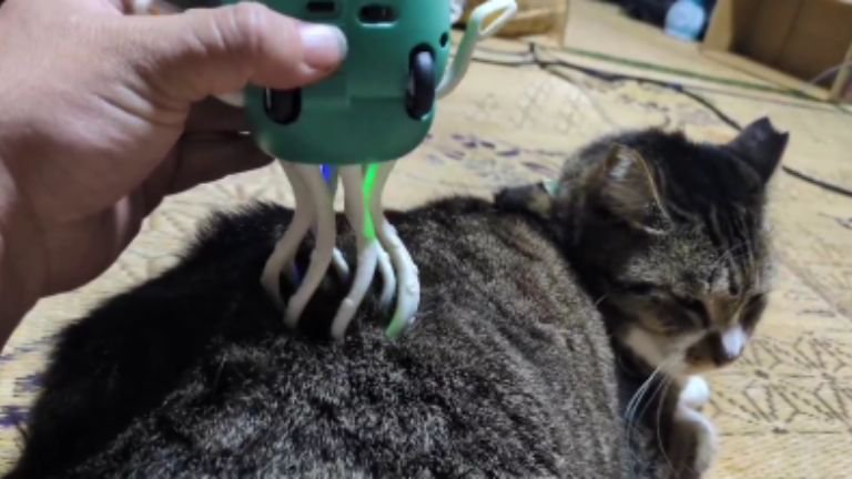 くつろいでいた猫