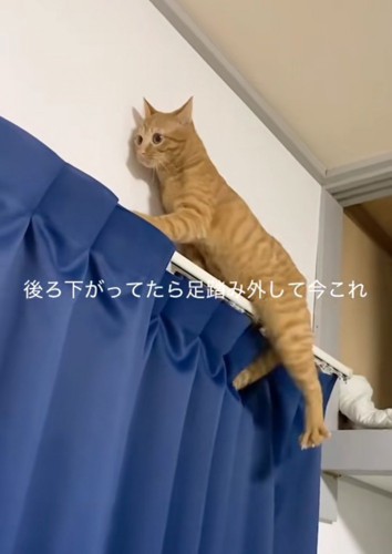 足をバタバタ動かす猫