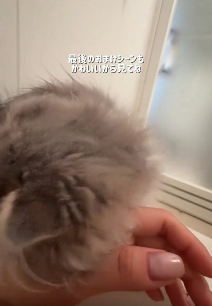 顔を擦り付ける猫