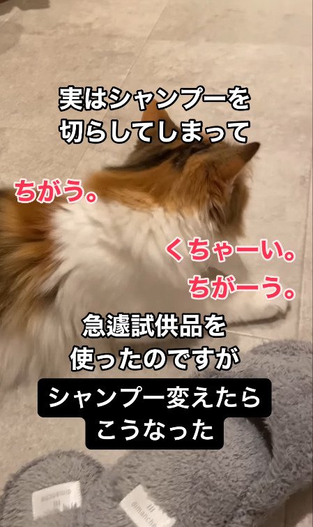 飼い主さんに背中を向ける猫