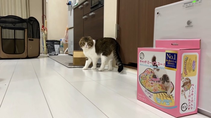 立っている猫