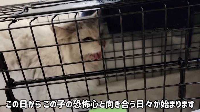 捕獲機の中で威嚇する猫