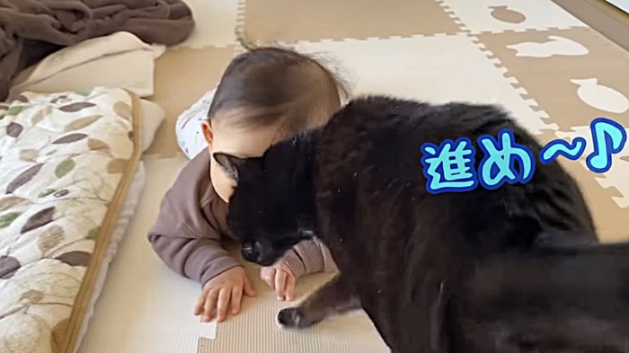 赤ちゃんにスリスリする猫(猫が前)