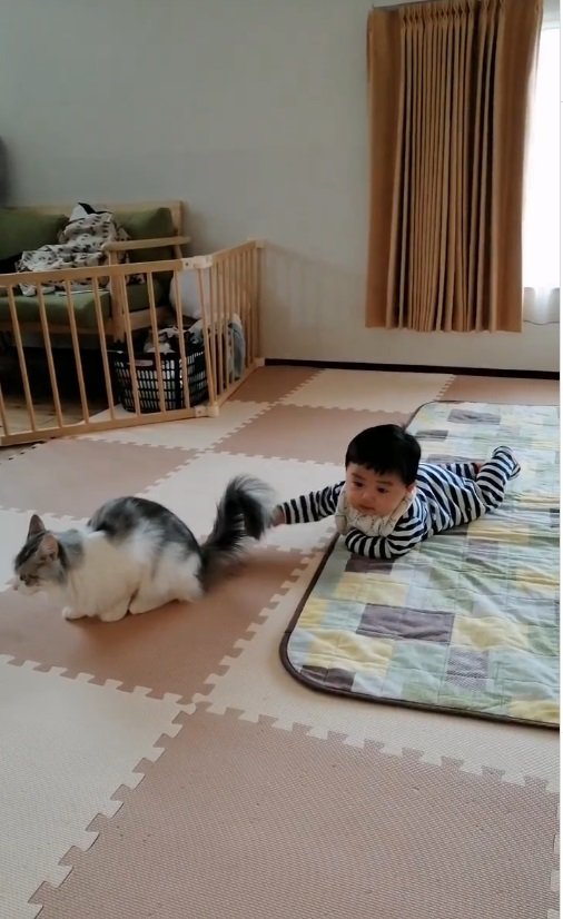 赤ちゃんと猫