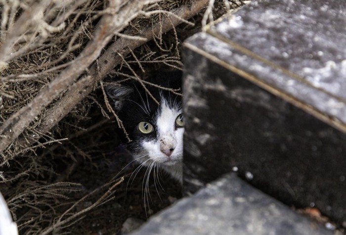 野良猫ハチワレ