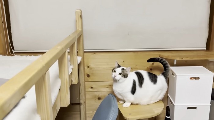ロフトベッド横の台に乗る猫ちゃん