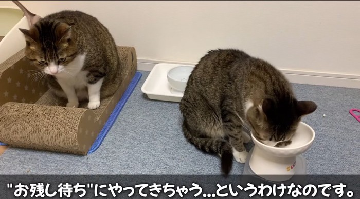 ご飯を食べる猫