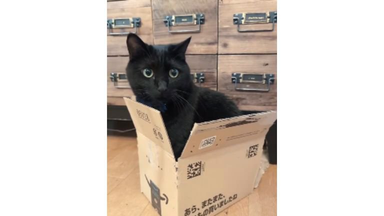 室内にいる猫