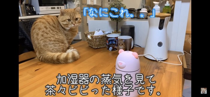 距離をおいて加湿器を見つめる猫