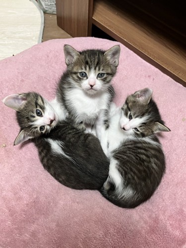 座る3匹の猫