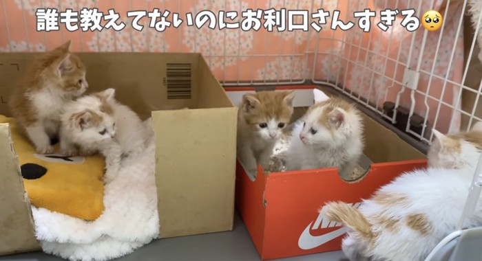 トイレができた子猫