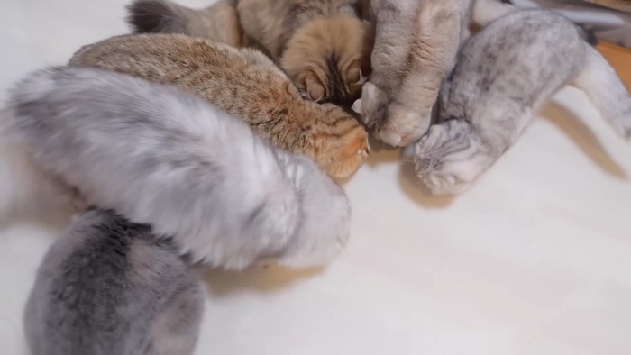 1つの場所に集まる6匹の猫