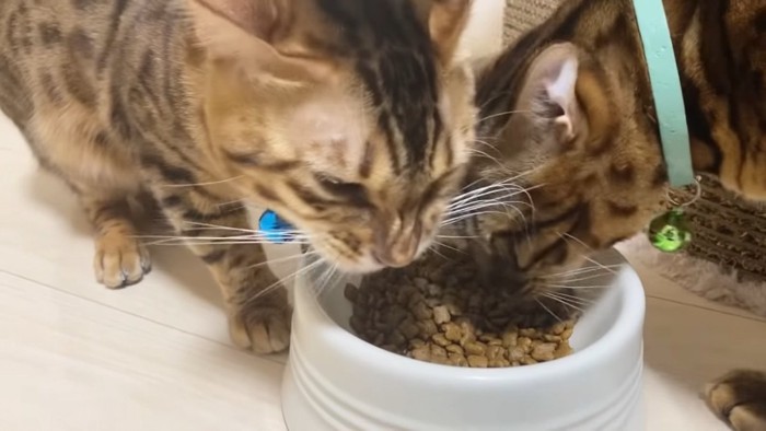 ごはんを食べる猫