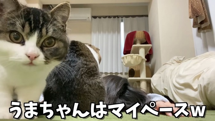 カメラを見る子猫