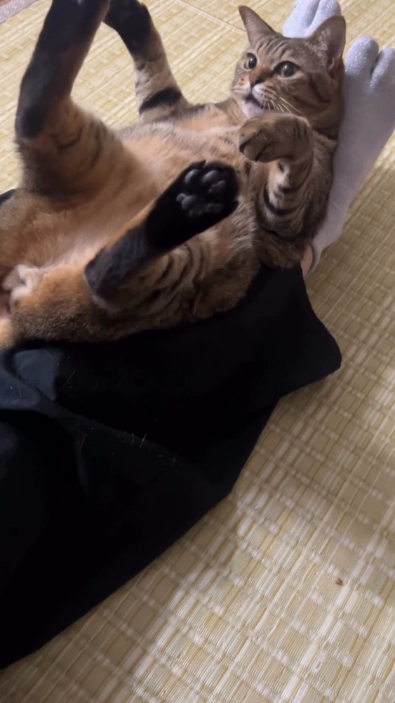 仰向けで鳴く猫