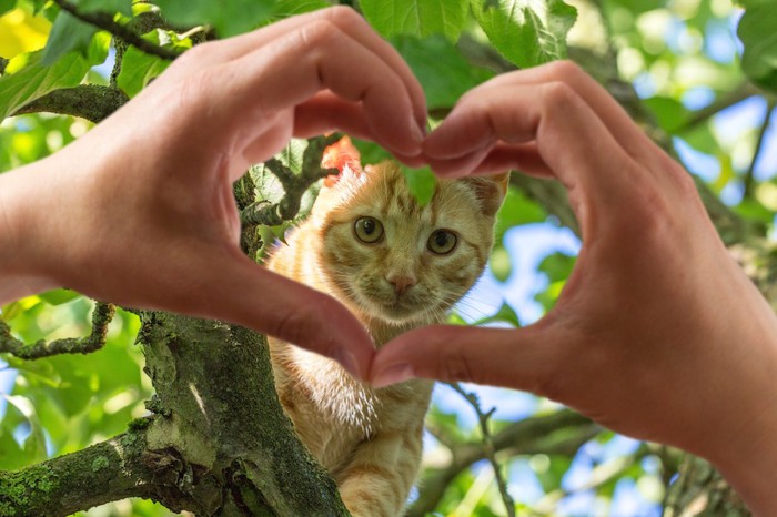 ハートの手越しに見える猫