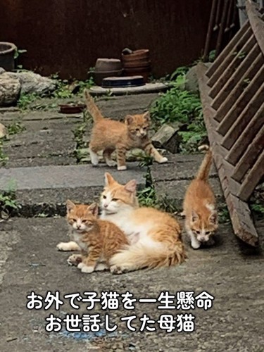 母猫と3匹の子猫