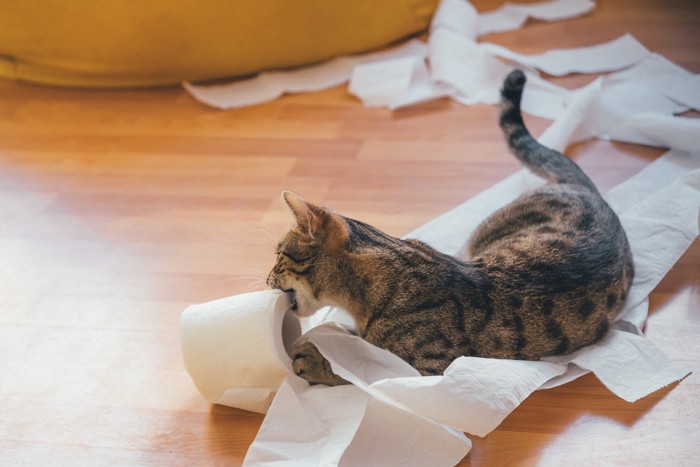 トイレットペーパーにイタズラする猫