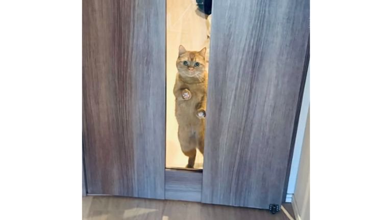 ドアの前にいる猫